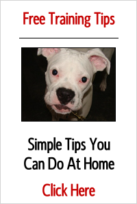 Free Dog Training Tips