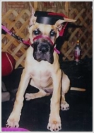 Tampa Dog Training Registration